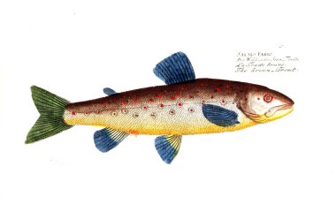 Balık Illustration. Eski resim