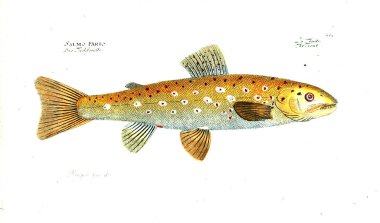 Balık Illustration. Eski resim