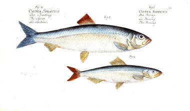 Balık Illustration. Eski resim