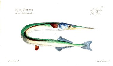 Illustration of fish. Old image clipart