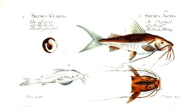 Balık Illustration. Eski resim