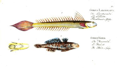 Balık Illustration. Eski resim