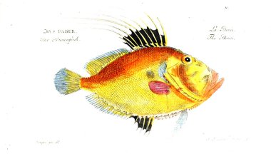 Balık Illustration. Eski resim