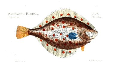 Balık Illustration. Eski resim