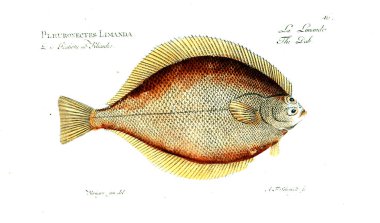 Balık Illustration. Eski resim