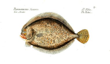 Balık Illustration. Eski resim