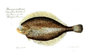 Balık Illustration. Eski resim