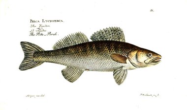 Balık Illustration. Eski resim