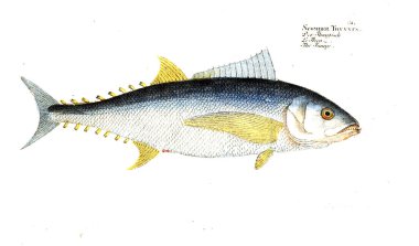 Balık Illustration. Eski resim