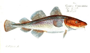 Balık Illustration. Eski resim