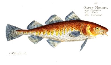 Balık Illustration. Eski resim