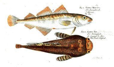 Balık Illustration. Eski resim