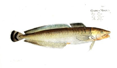 Balık Illustration. Eski resim
