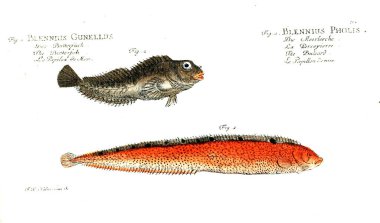 Balık Illustration. Eski resim