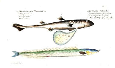 Balık Illustration. Eski resim