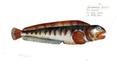 Balık Illustration. Eski resim