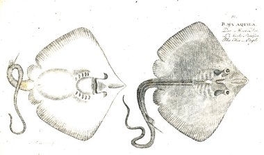 Balık Illustration. Eski resim