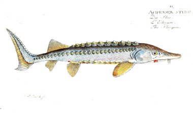 Balık Illustration. Eski resim