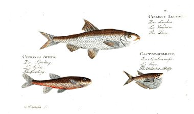Balık Illustration. Eski resim