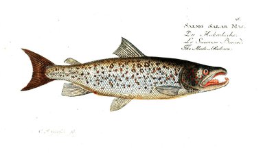 Balık Illustration. Eski resim