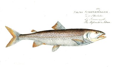 Balık Illustration. Eski resim