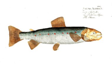 Balık Illustration. Eski resim