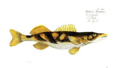 Balık Illustration. Eski resim