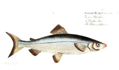 Balık Illustration. Eski resim