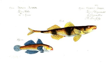 Balık Illustration. Eski resim