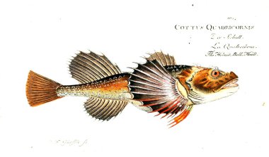 Balık Illustration. Eski resim