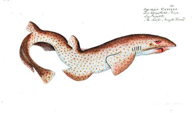 Illustration of fish. Old image clipart