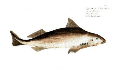 Balık Illustration. Eski resim