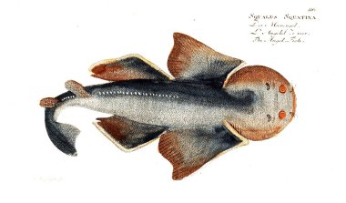 Balık Illustration. Eski resim