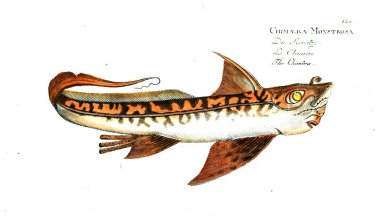 Balık Illustration. Eski resim