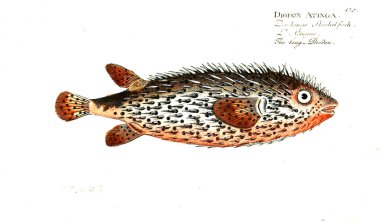 Balık Illustration. Eski resim