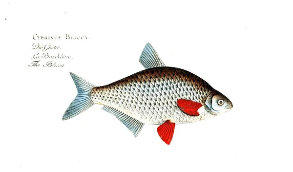 Ilustración Peces Imagen Antigua — Foto de Stock