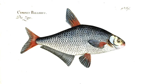 Illustration Von Fischen Altes Bild — Stockfoto