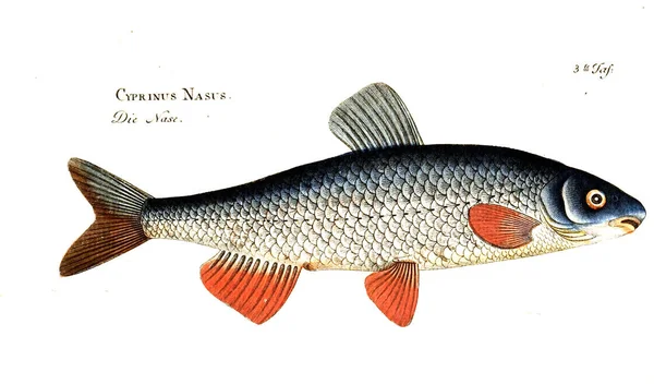 Illustration Poissons Ancienne Image — Photo