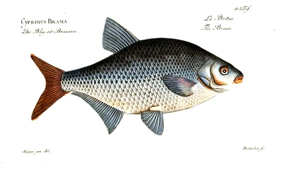 Balık Illustration. Eski resim