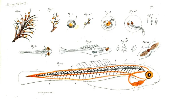 Illustration Poissons Ancienne Image — Photo