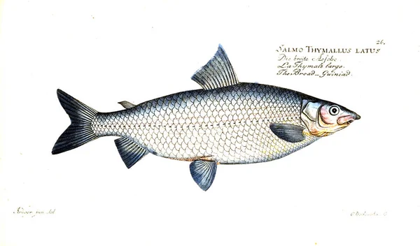 Illustration Poissons Ancienne Image — Photo