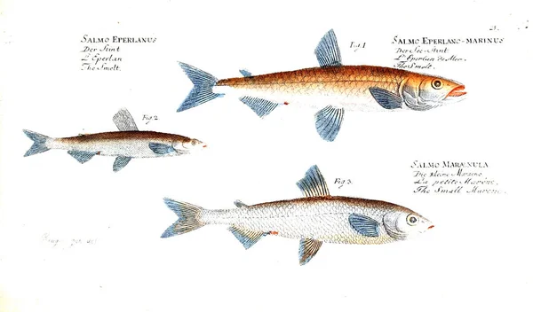 Illustration Poissons Ancienne Image — Photo