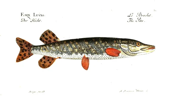 Illustration Von Fischen Altes Bild — Stockfoto