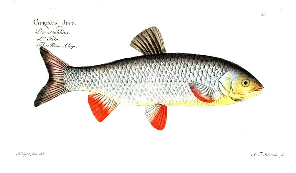 Ilustrace Ryb Starý Obrázek — Stock fotografie