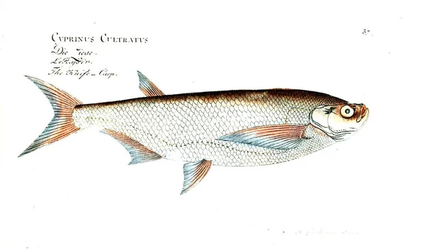 Illustration Poissons Ancienne Image — Photo