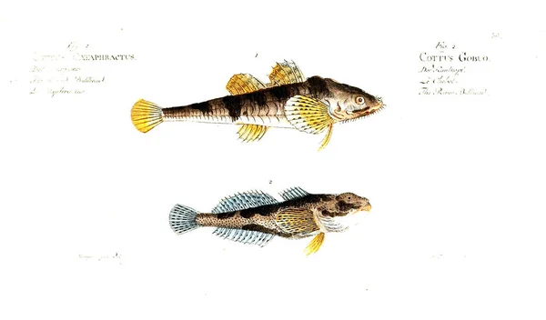 Illustration Von Fischen Altes Bild — Stockfoto