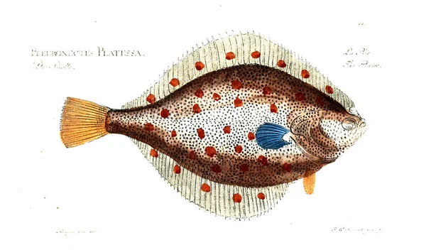 Balık Illustration. Eski resim