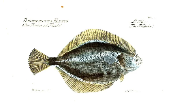 Illustration Poissons Ancienne Image — Photo