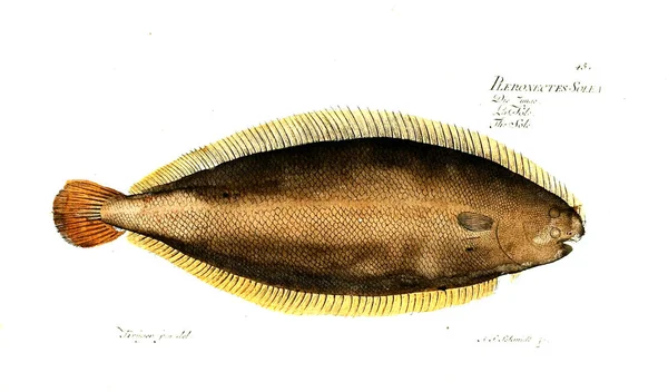 Balık Illustration. Eski resim