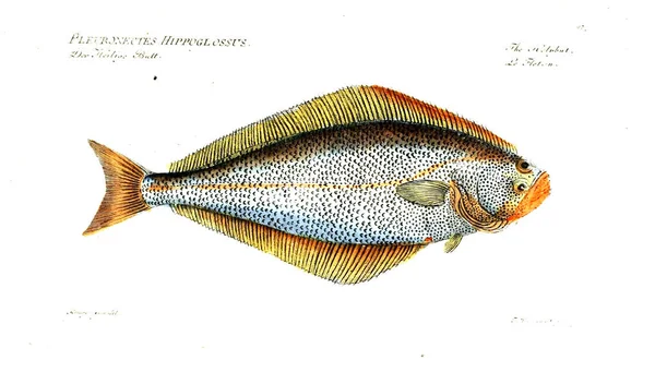 Illustration Poissons Ancienne Image — Photo